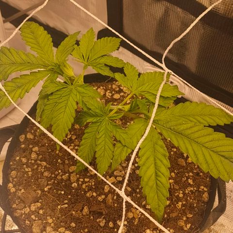 Battlecat growlog timeline photo