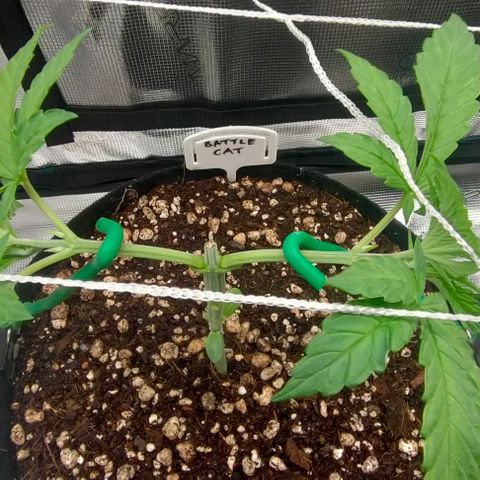 Battlecat growlog timeline photo