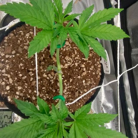 Battlecat growlog timeline photo