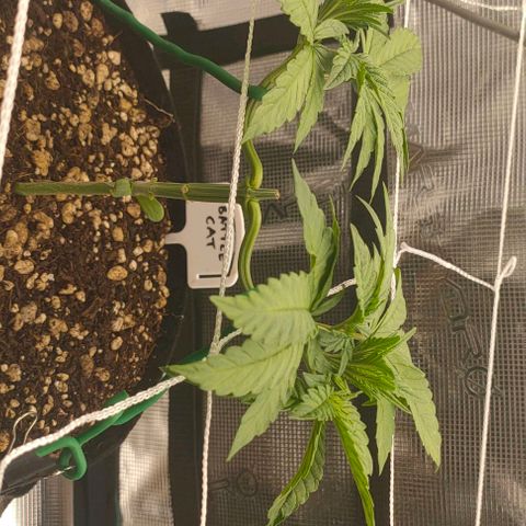 Battlecat growlog timeline photo