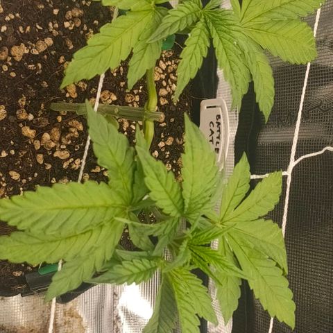 Battlecat growlog timeline photo