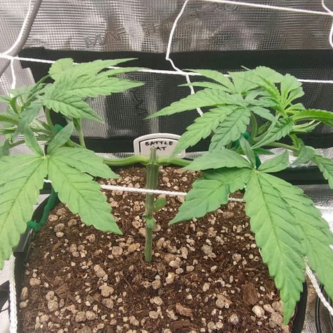 Battlecat growlog timeline photo