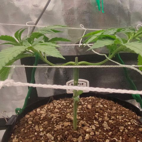 Battlecat growlog timeline photo