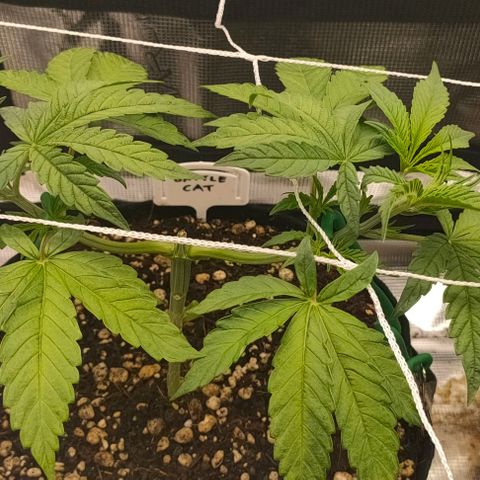 Battlecat growlog timeline photo
