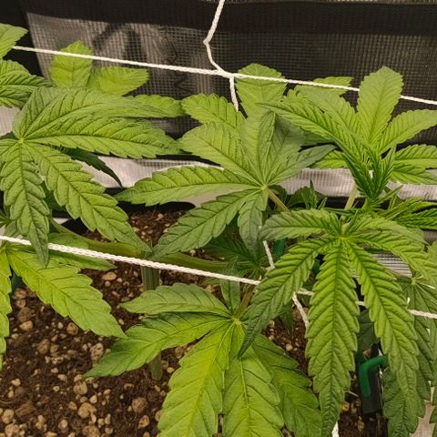 Battlecat growlog timeline photo