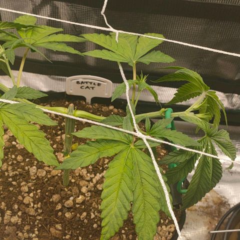 Battlecat growlog timeline photo