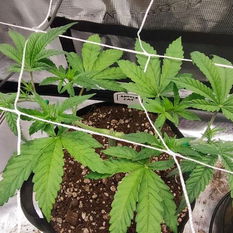 Battlecat growlog photo: Recovery from Top 2 (4th node removal) & 3, with removal of node 2.