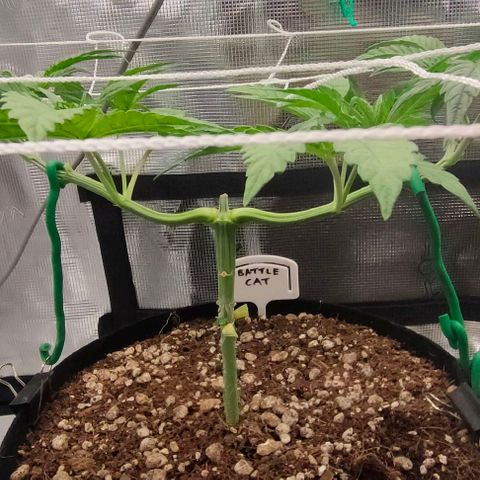 Battlecat growlog photo: Recovery from Top 2 (4th node removal) & 3, with removal of node 2.