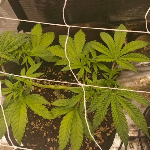 Battlecat growlog timeline photo