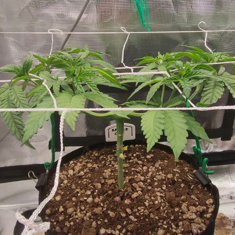 Battlecat growlog timeline photo