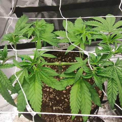 Battlecat growlog timeline photo