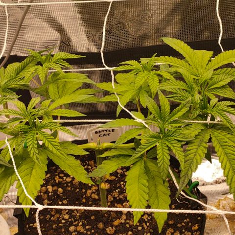 Battlecat growlog timeline photo