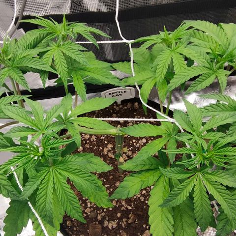 Battlecat growlog timeline photo