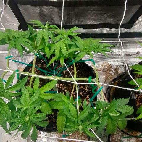 Battlecat growlog timeline photo