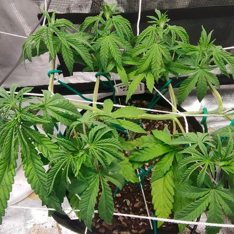 Battlecat growlog timeline photo