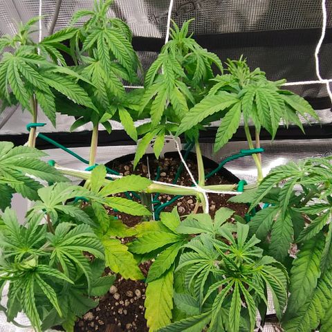 Battlecat growlog timeline photo