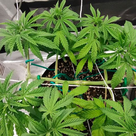 Battlecat growlog timeline photo