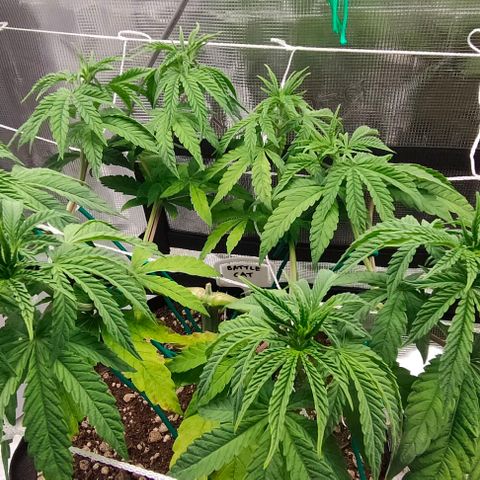 Battlecat growlog timeline photo