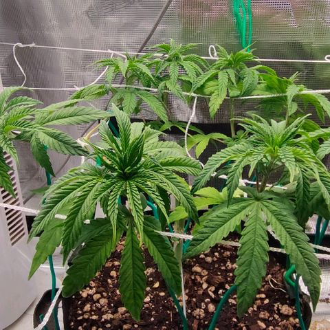 Battlecat growlog timeline photo