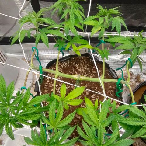 Battlecat growlog timeline photo