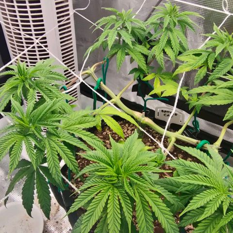 Battlecat growlog timeline photo