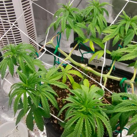 Battlecat growlog timeline photo