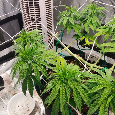 Battlecat growlog timeline photo