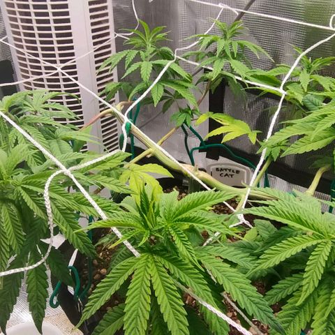 Battlecat growlog timeline photo