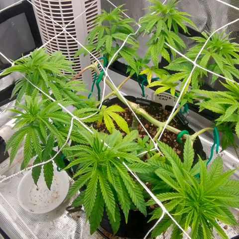 Battlecat growlog timeline photo