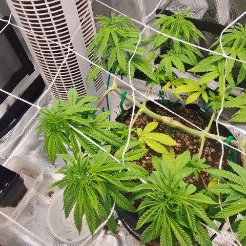 Battlecat growlog timeline photo