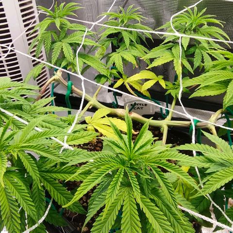 Battlecat growlog timeline photo