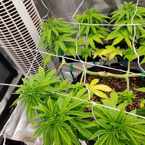 Battlecat growlog timeline photo