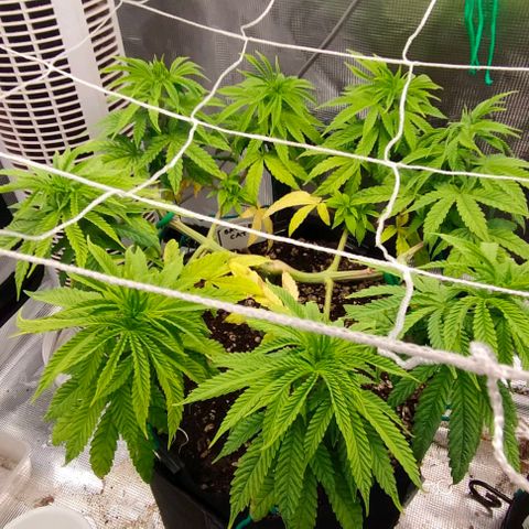 Battlecat growlog photo: Post transplant