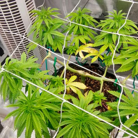 Battlecat growlog photo: Pre transplant