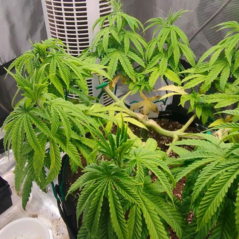 Battlecat growlog timeline photo