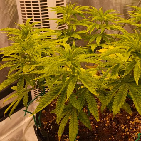 Battlecat growlog timeline photo