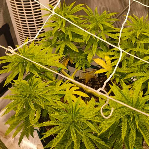 Battlecat growlog timeline photo
