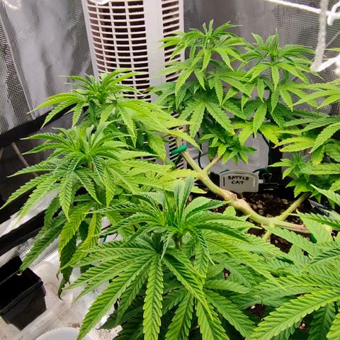 Battlecat growlog timeline photo