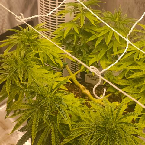 Battlecat growlog timeline photo