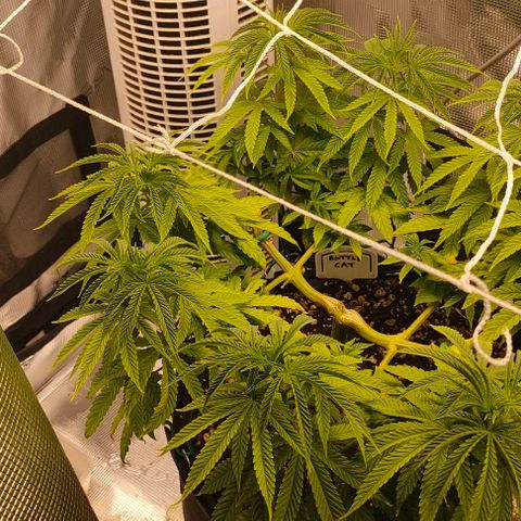 Battlecat growlog timeline photo