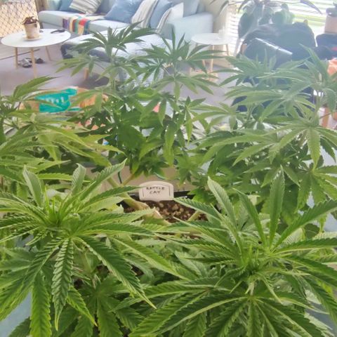 Battlecat growlog timeline photo