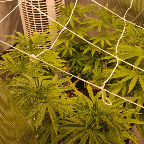 Battlecat growlog timeline photo