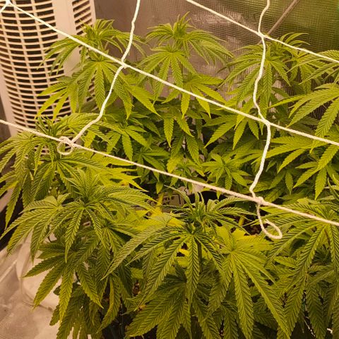 Battlecat growlog photo: Light washes out color, but she's doing well.