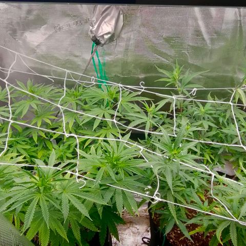 Battlecat growlog timeline photo