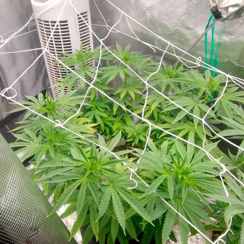 Battlecat growlog timeline photo