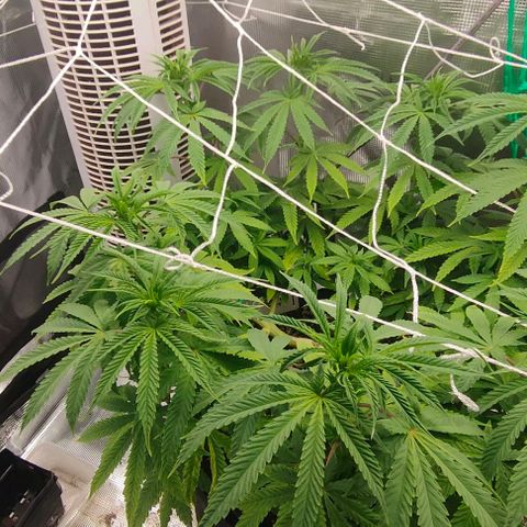 Battlecat growlog timeline photo