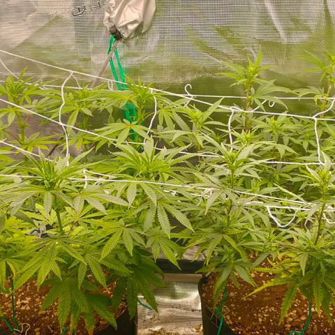 Battlecat growlog timeline photo