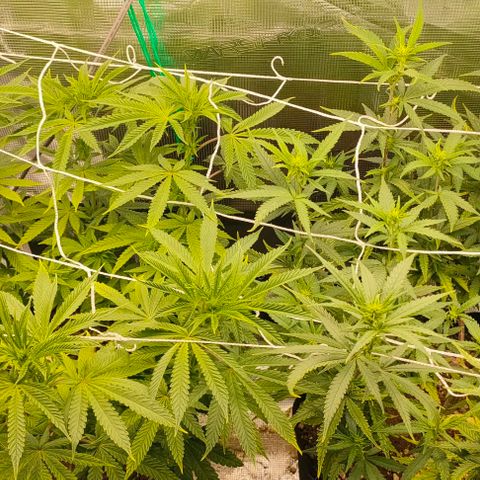 Battlecat growlog timeline photo
