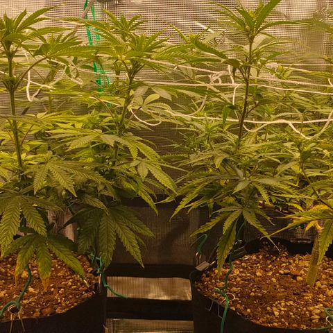 Battlecat growlog timeline photo