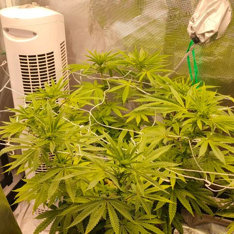 Battlecat growlog timeline photo
